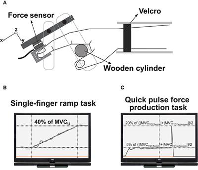 Multi-Finger Interaction and Synergies in Finger Flexion and Extension Force Production